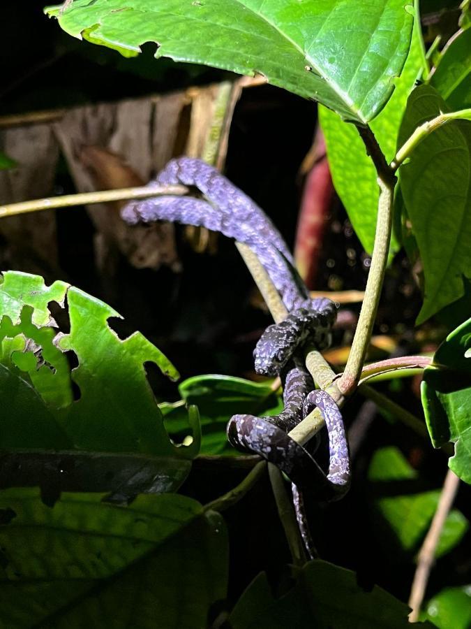 Micheck Beach House Tortuguero Exterior foto